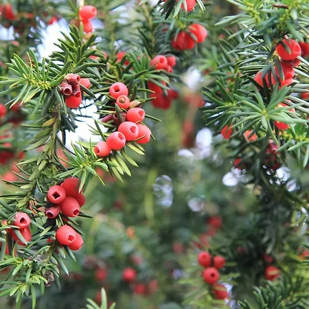 Mazury Garbate - Dom I Przy Cisowym Jarze Prázdninový dům Kowale Oleckie